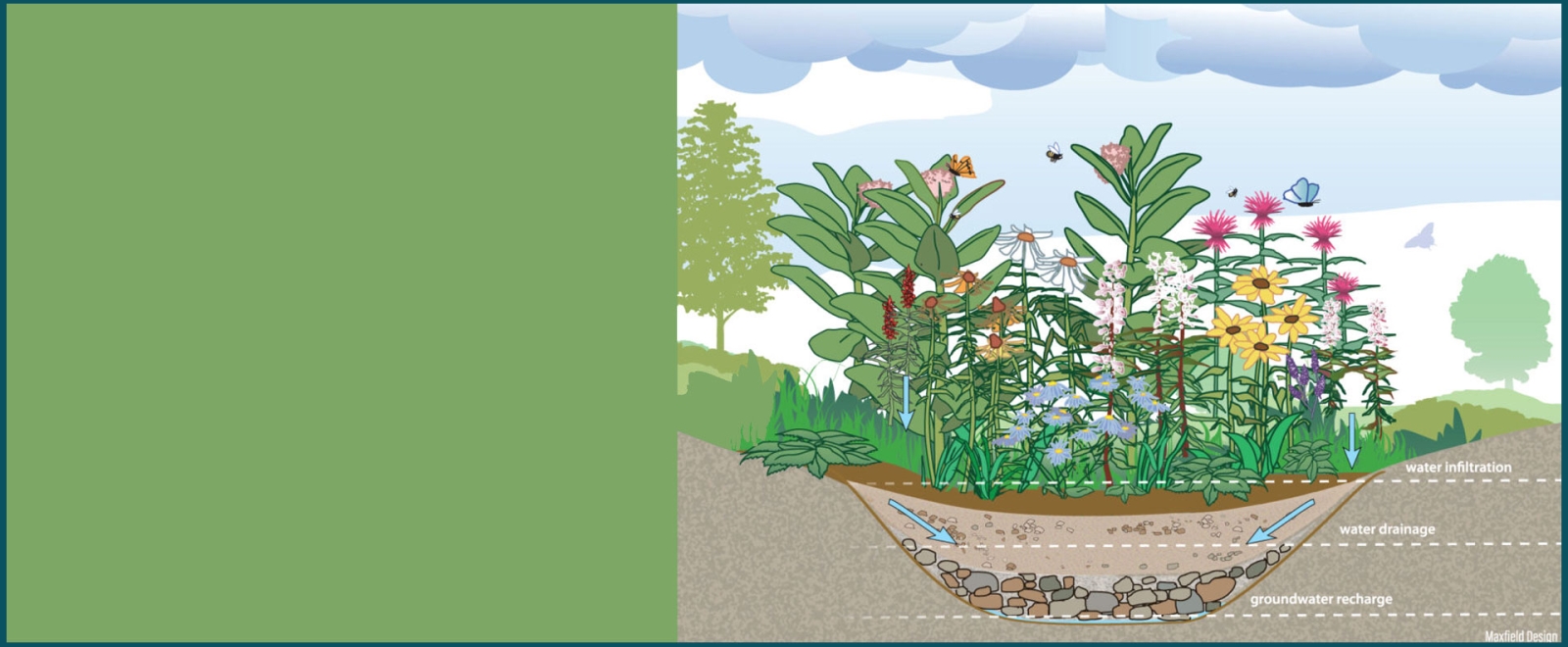 Rain Gardens - Planting Native Plants for Soggy Soil 