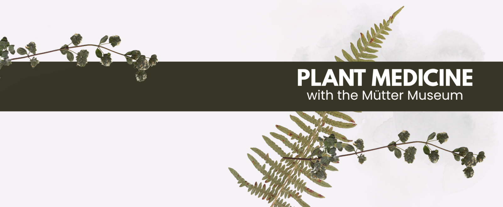 Mütter Museum Plant Medicine virtual talk.